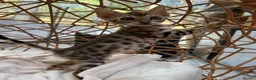 Bengal cats for sale: Stunning Bengal Kittens Ready for Reservation 😍 - Advert 18