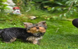 Yorkshire Terrier dogs for sale: Yorkshire terrier for sale 🐶🐶🐶 in Johnstone - Image 14
