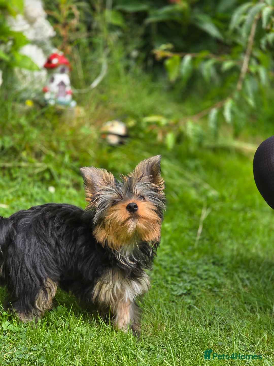 Yorkshire Terrier dogs for sale: Yorkshire terrier for sale 🐶🐶🐶 in Johnstone - Image 14