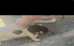 Cocker Spaniel dogs for sale: Cocker spaniel Boys - Image 8