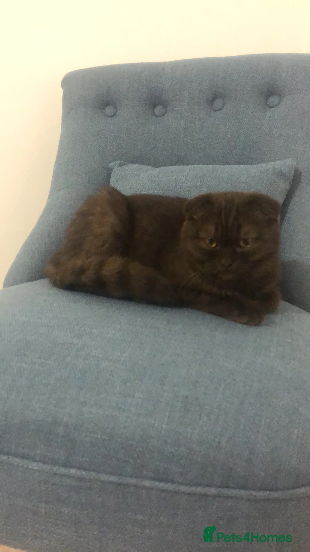 Scottish Fold cats for sale: 🐾 Rare Chocolate Beauty in Edinburgh 🏡 - Advert 26