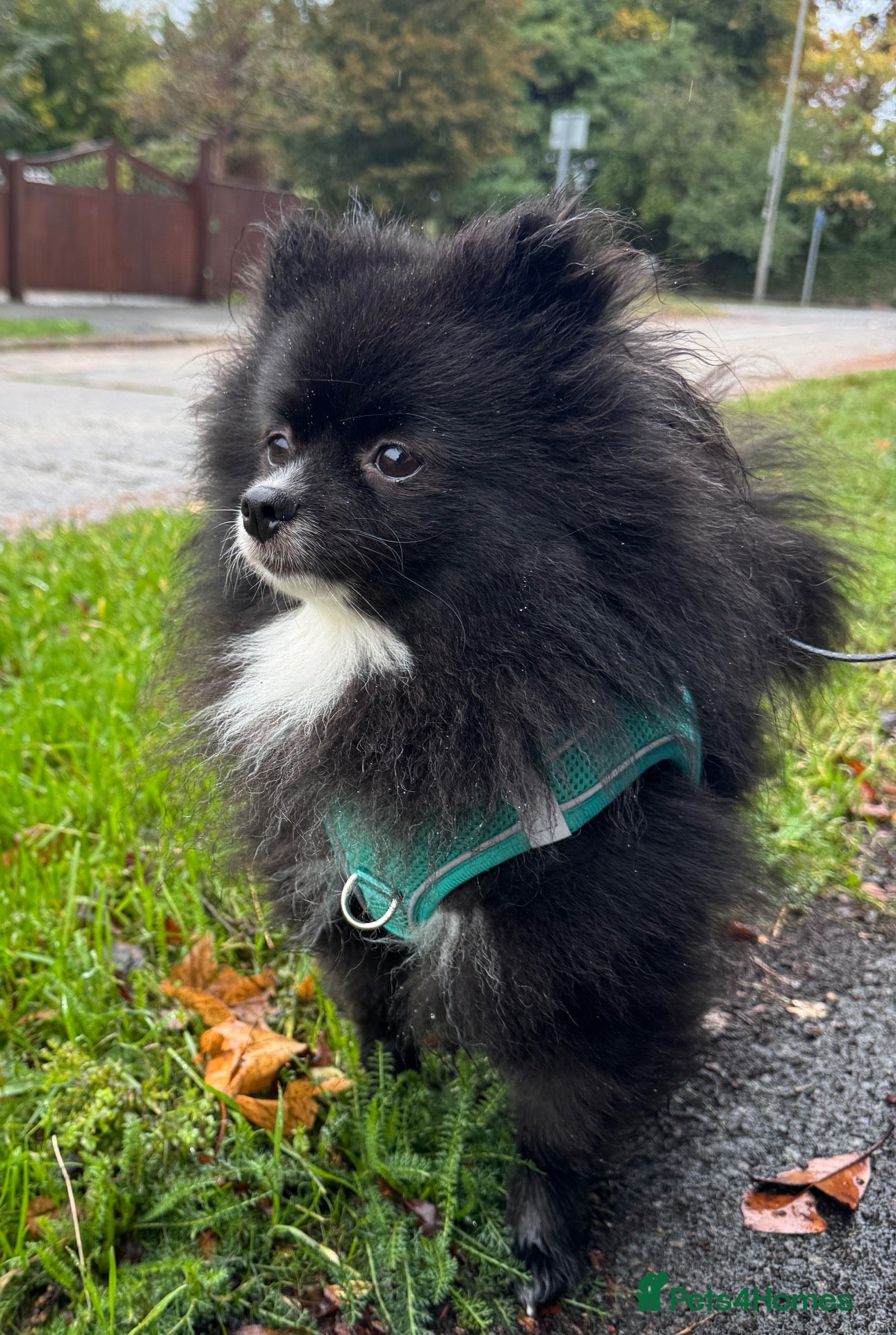 Pomeranian dogs Lola- 2 year old Pomeranian  - Advert 12