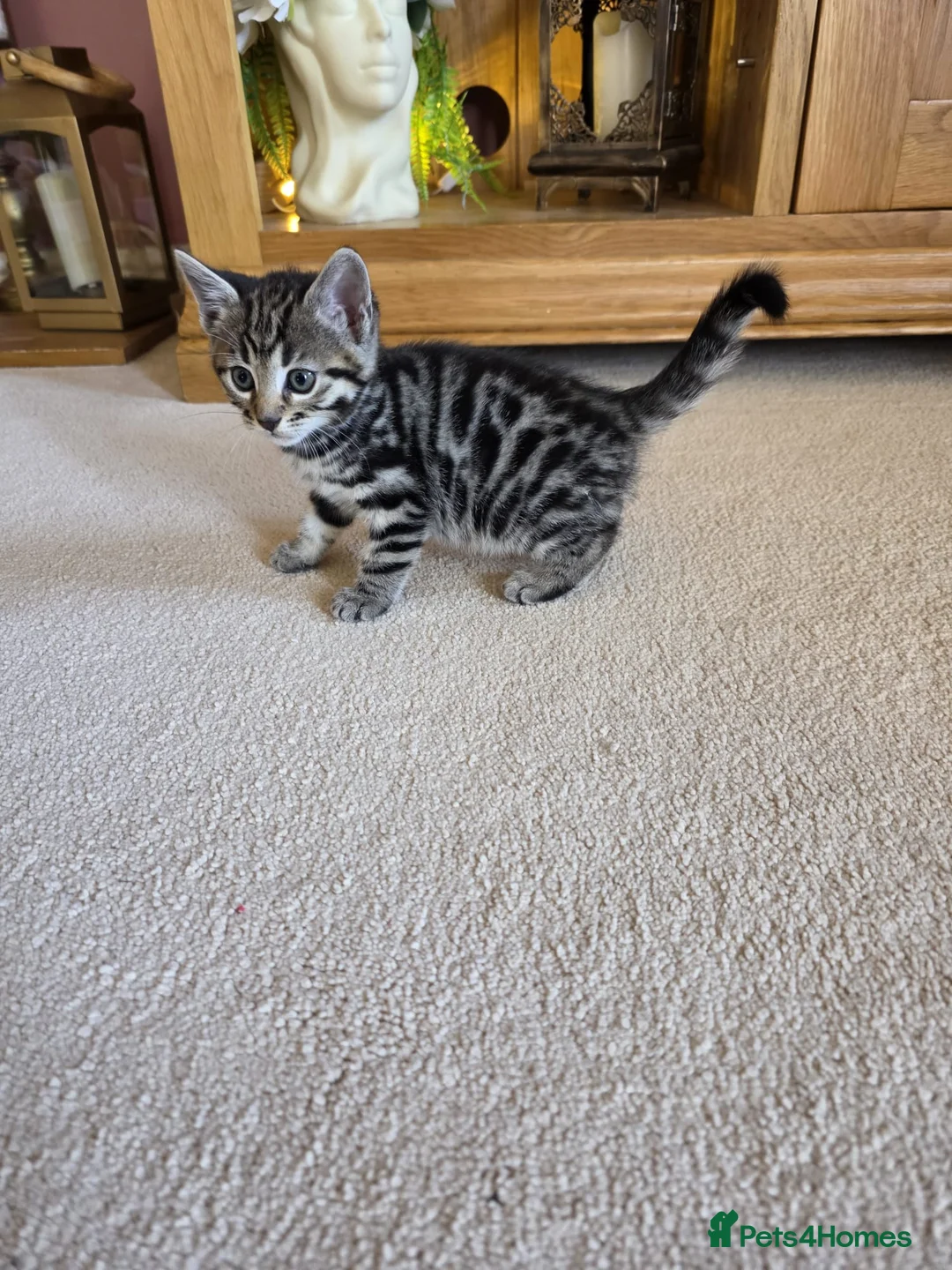 Bengal cats for sale: 6 half bengal kittens in Bognor Regis - Advert 8