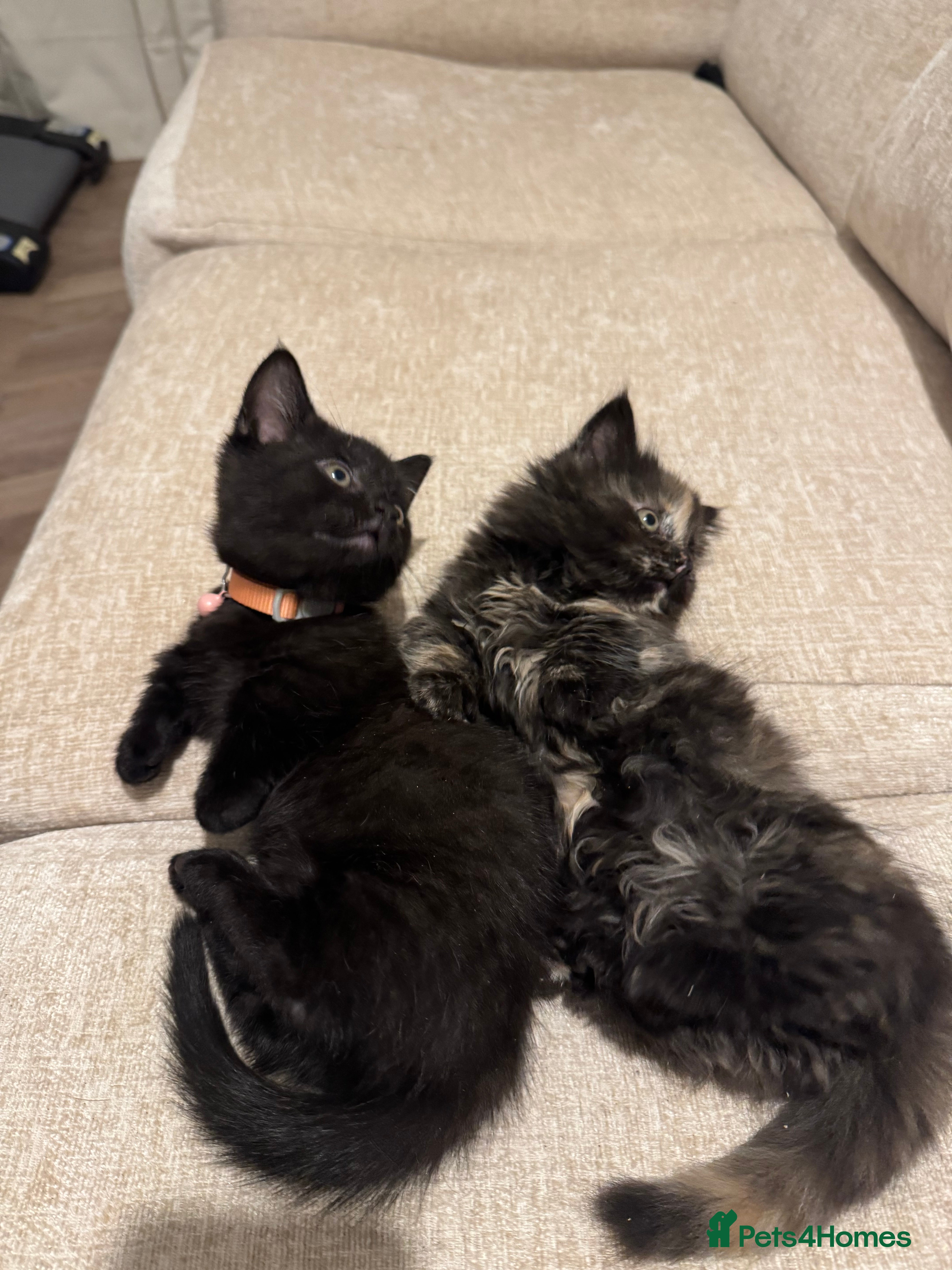 Munchkin cats stunning standard munchkins - Advert 1