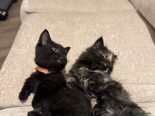 Munchkin cats stunning standard munchkins - Advert 2