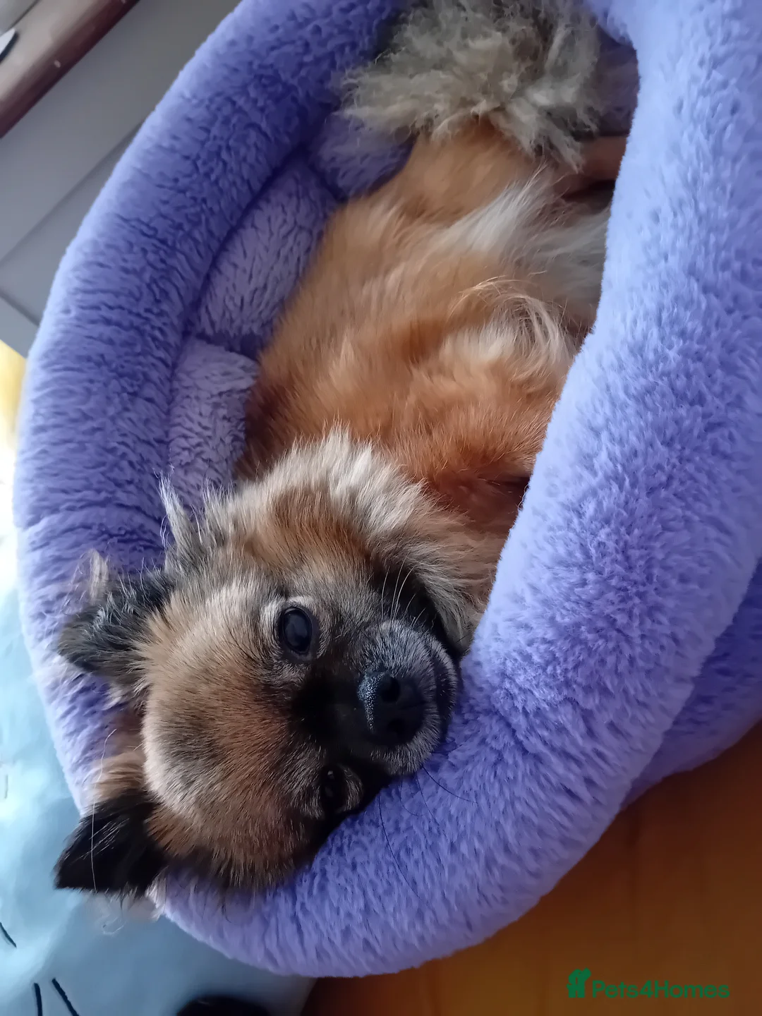 Pomeranian dogs for sale: 7 year female pomeranian  - Advert 6