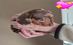 Miniature Dachshund dogs for sale: Looking for their forever 🏡 - Image 7