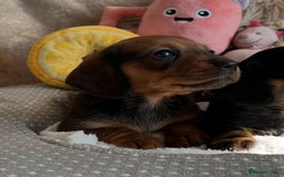 Miniature Dachshund dogs for sale: Top Show Quality KC Miniature Dachshund Puppies - Image 28