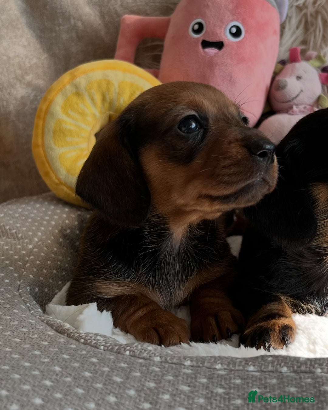 Miniature Dachshund dogs for sale: Top Show Quality KC Miniature Dachshund Puppies - Image 28