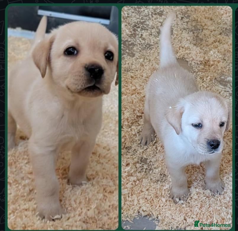 Labrador Retriever dogs Beautiful show bred yellow boy  - Advert 17