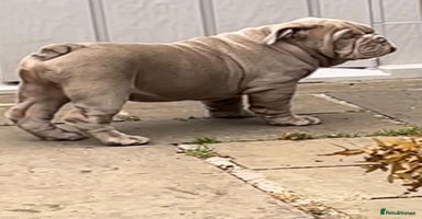 English Bulldog dogs - Advert 10