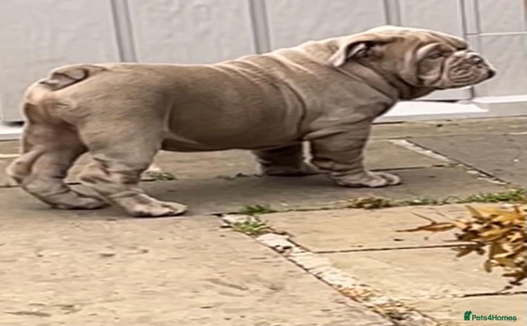 English Bulldog dogs - Advert 1