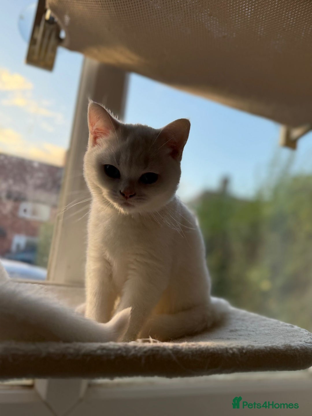 British Shorthair cats for sale: Beautiful BSH female kitten 11 weeks  - Image 4