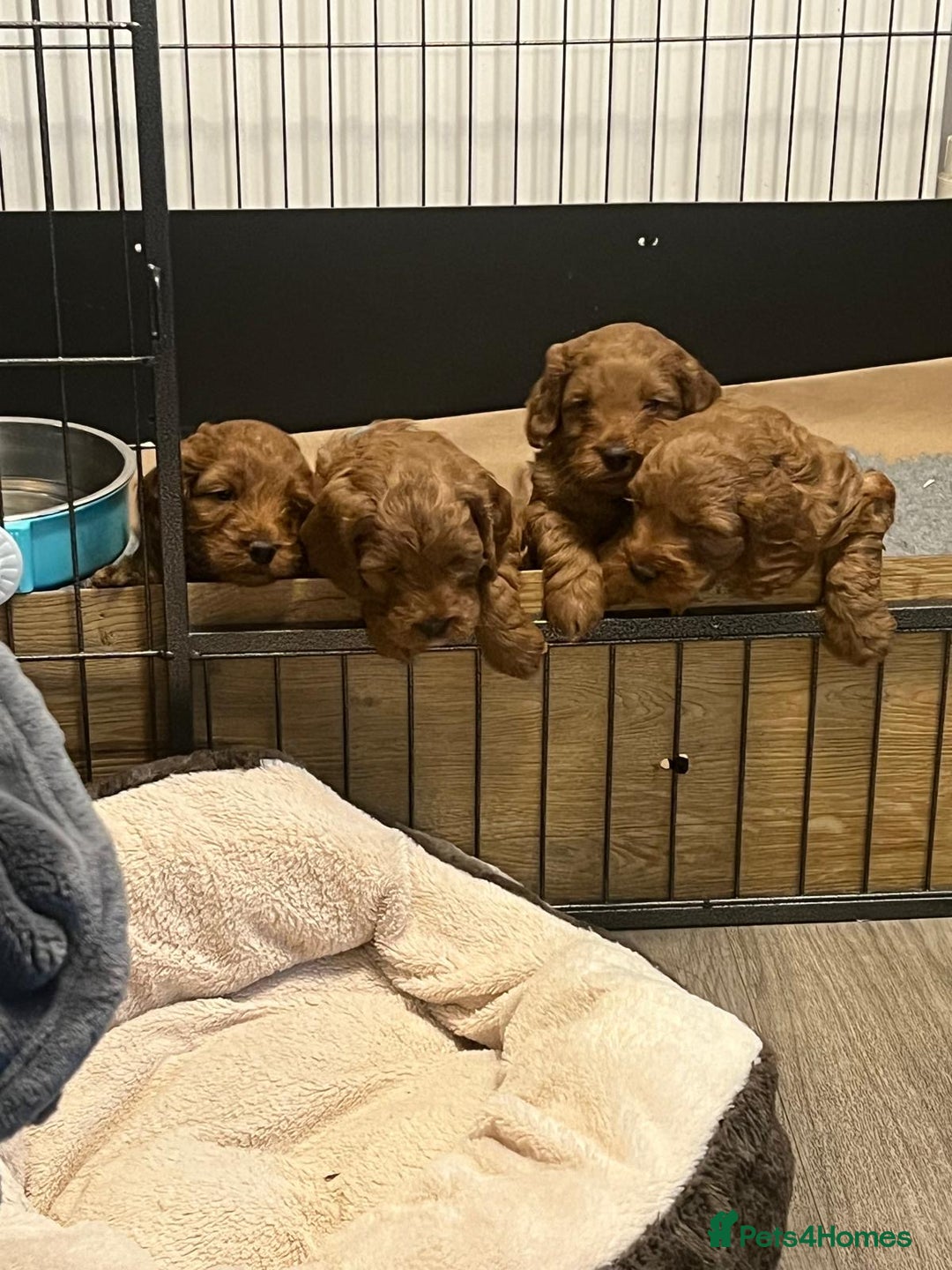 Cockapoo dogs for sale: Cockerpoo puppies  - Advert 2