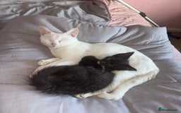 Mixed Breed cats for sale: To be adopted as a pair cat and kitten - Image 3