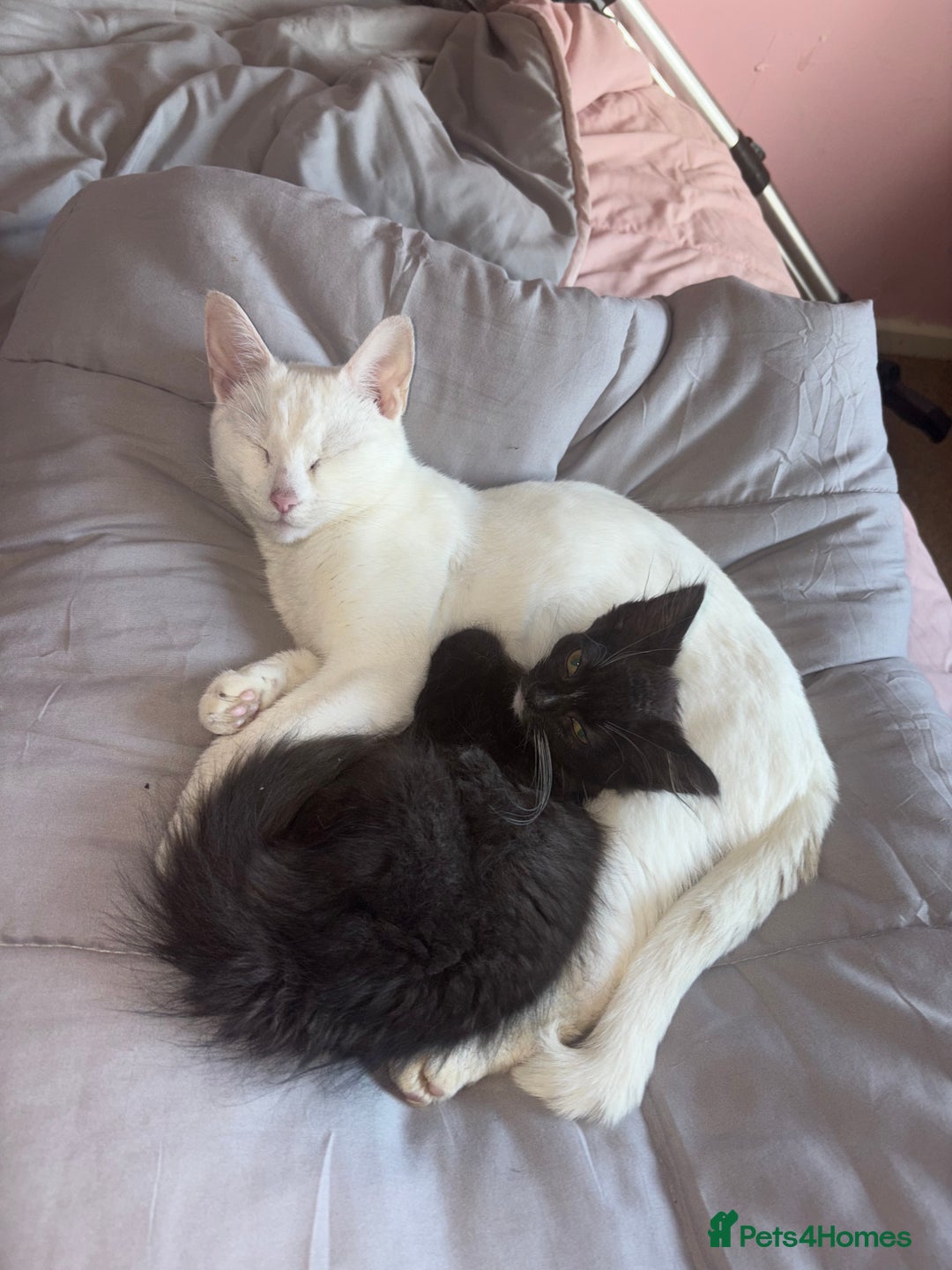 Mixed Breed cats for sale: To be adopted as a pair cat and kitten - Image 3