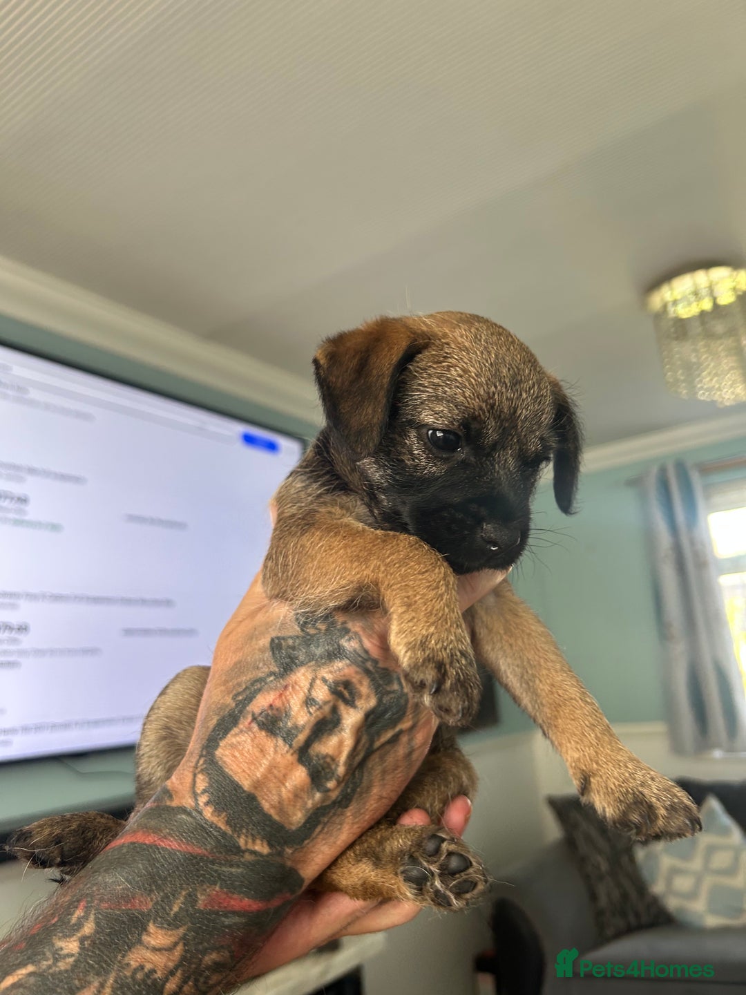 Border Terrier dogs for sale: Border Terrier pups Female - Image 9