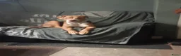 American Bulldog dogs for sale: Female puppy  in Mexborough - Advert 6