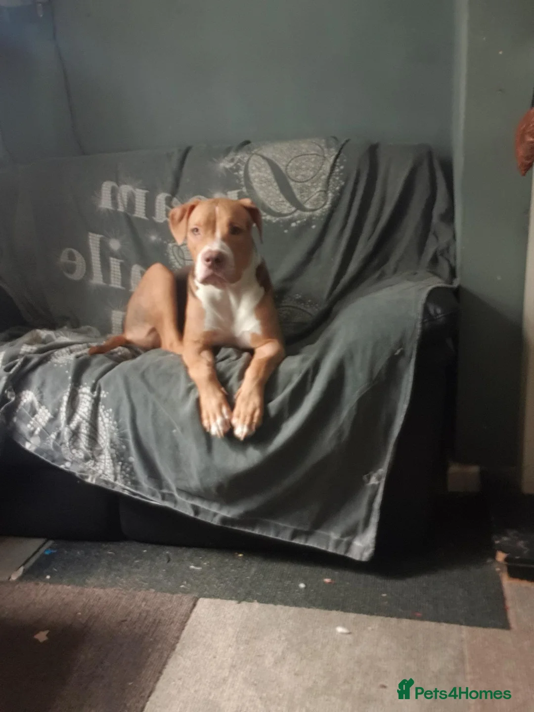 American Bulldog dogs for sale: Female puppy  in Mexborough - Advert 6