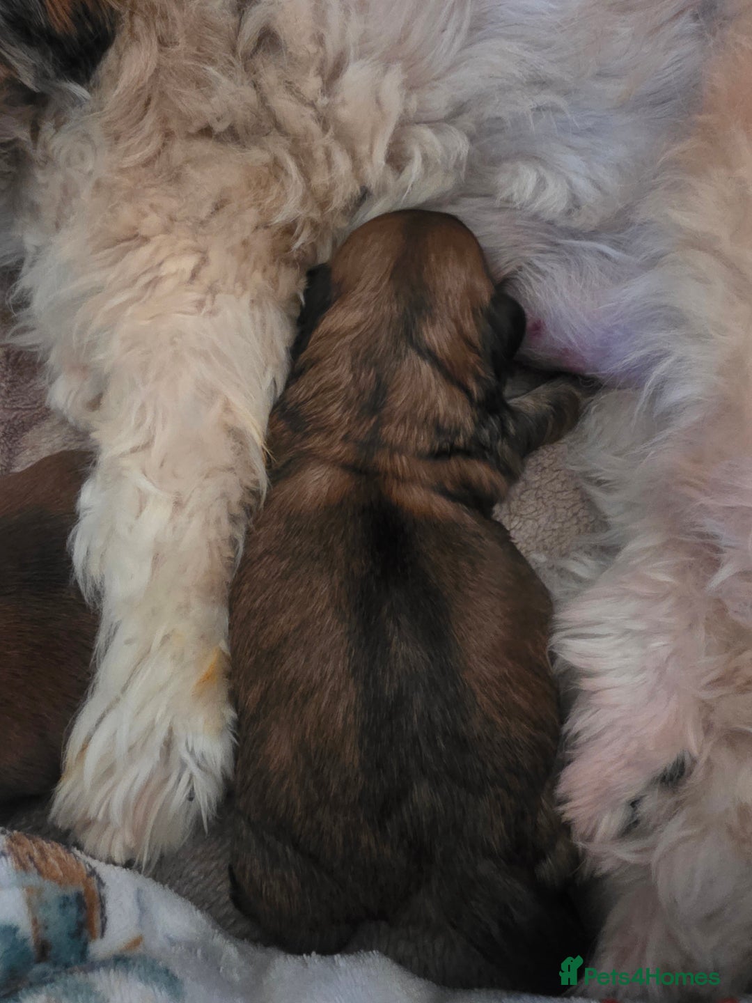 Shih Tzu dogs for sale: Shizu Tzu puppies - Advert 12