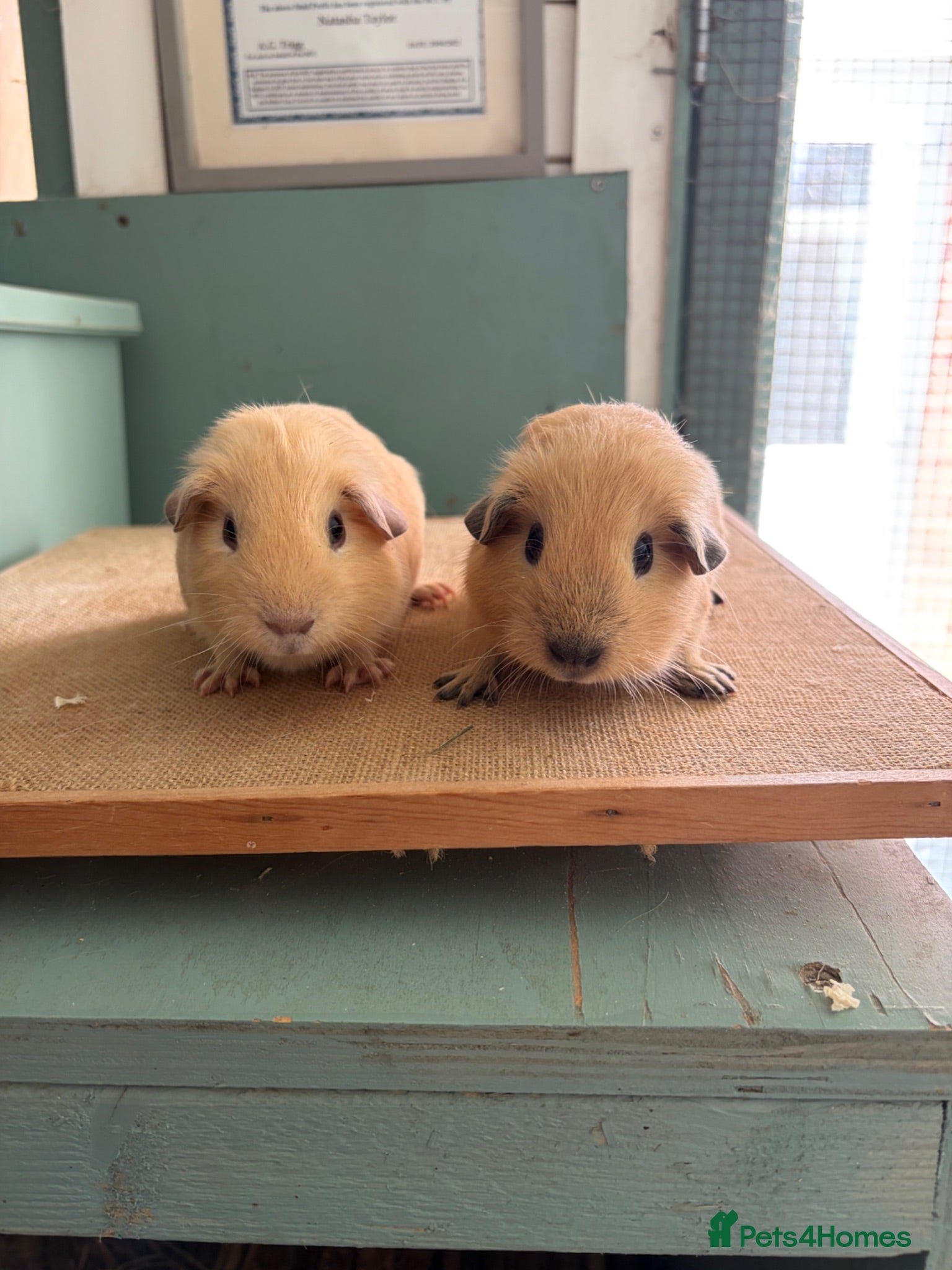 Guinea Pig rodents Cream & Black Point Californian brother - Advert 2