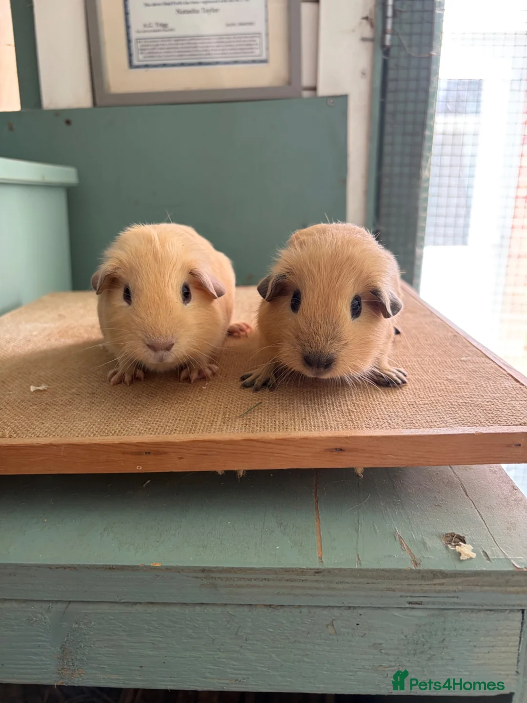 Guinea Pig rodents for sale: Cream & Black Point Californian brother - Advert 2