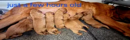 Labradoodle dogs for sale: LABRADOODLES F1 ( HEALTH TESTED PARENTS & G/PARENT - Advert 7