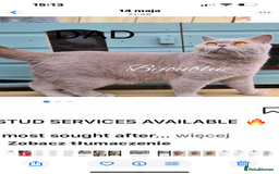British Shorthair cats for sale: Gorgeus GCCF British Shorthair kittens - Image 11