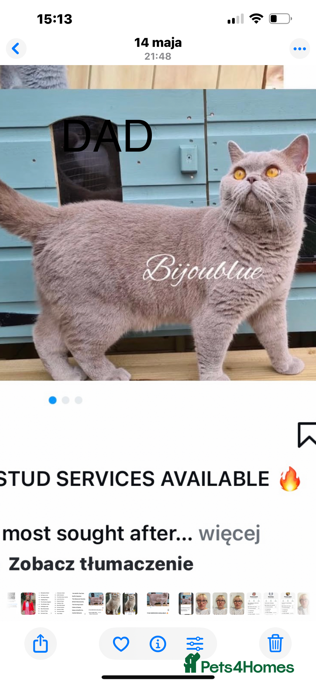 British Shorthair cats for sale: Gorgeus GCCF British Shorthair kittens - Image 11