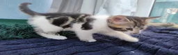 Mixed Breed cats for sale: Stunning Torbie girl ready to leave now  - Advert 19