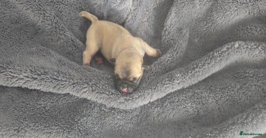Frug dogs - Advert 9