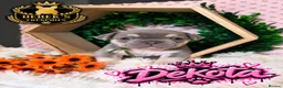 French Bulldog dogs for sale: Stunning platinum French Bulldog Puppies - Advert 5