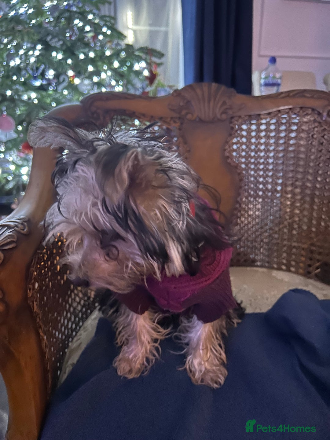 Yorkshire Terrier dogs for sale: Yorkshire terriers 1 boy 3 girls - Advert 14