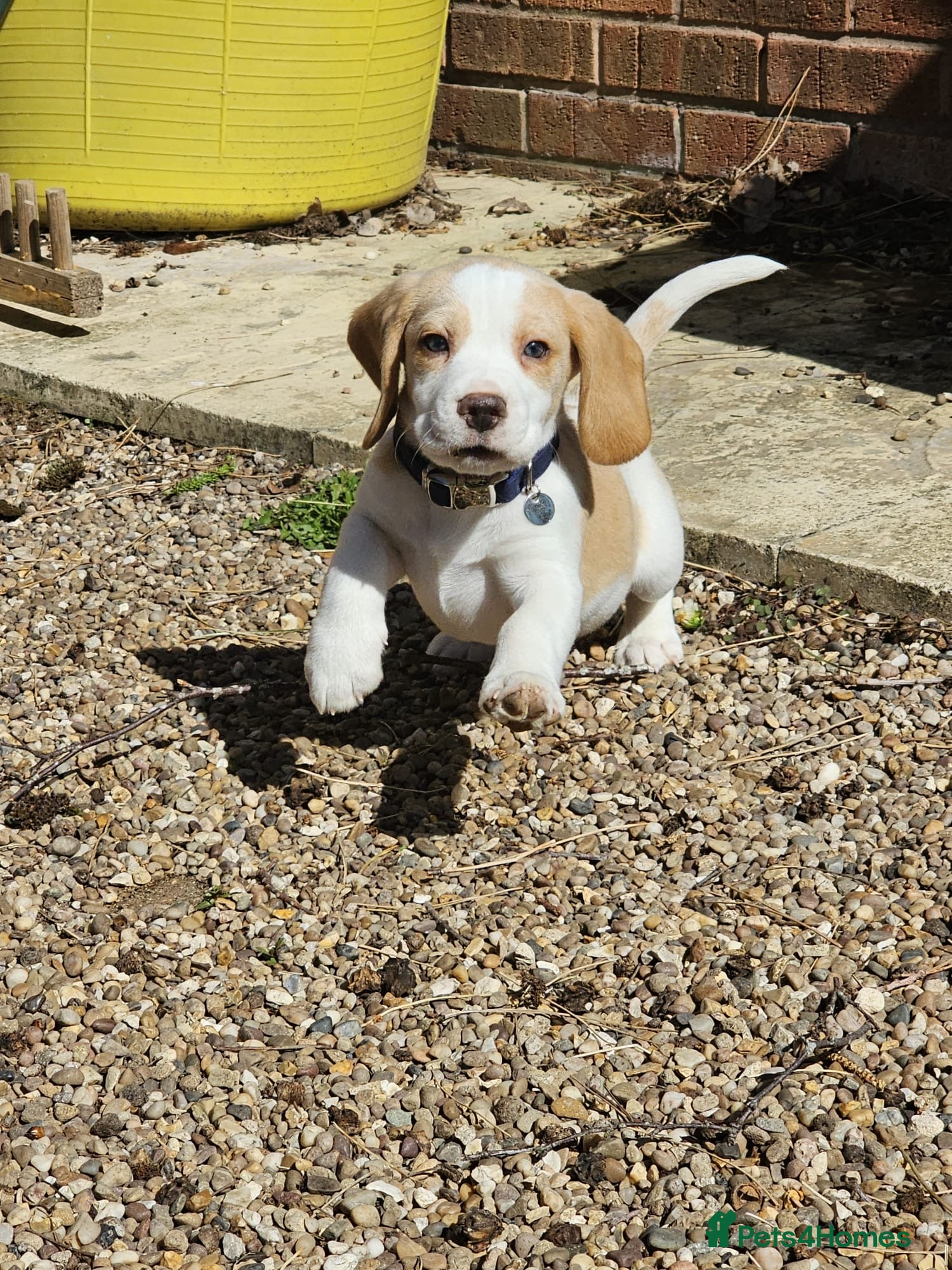 Beagle dogs Kc reg Charterwood /Davicard  Show winning    - Advert 7