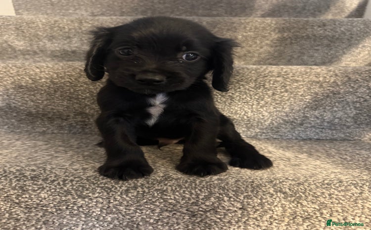 Sprocker dogs - Advert 4