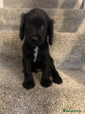 Sprocker dogs - Advert 4