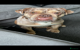 Mixed Breed dogs for sale: English bulldog Female  - Image 4