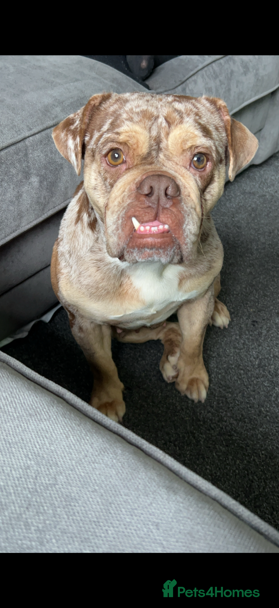 Mixed Breed dogs for sale: English bulldog Female  - Image 4