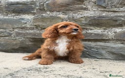 Cavapoo dogs for sale: Ruby Red Cavapoo pups  - Image 2