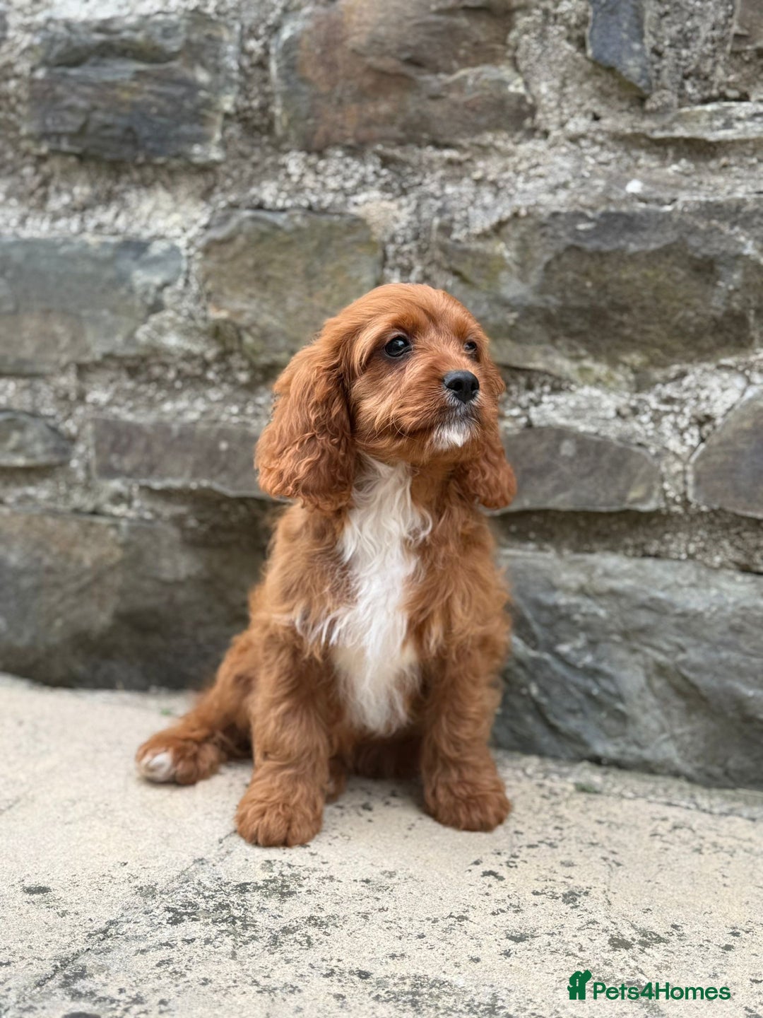 Cavapoo dogs for sale: Ruby Red Cavapoo pups  - Image 2