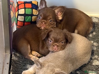 French Bulldog dogs fluffy frenchies ready Sunday - Advert 3