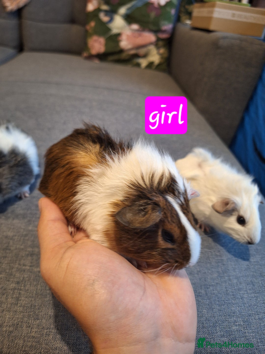 Guinea Pig rodents for sale: Two boys and girls, sold in pairs - Image 7