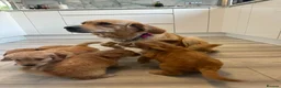 Goldendoodle dogs for sale: Mini golden doodles  - Advert 13