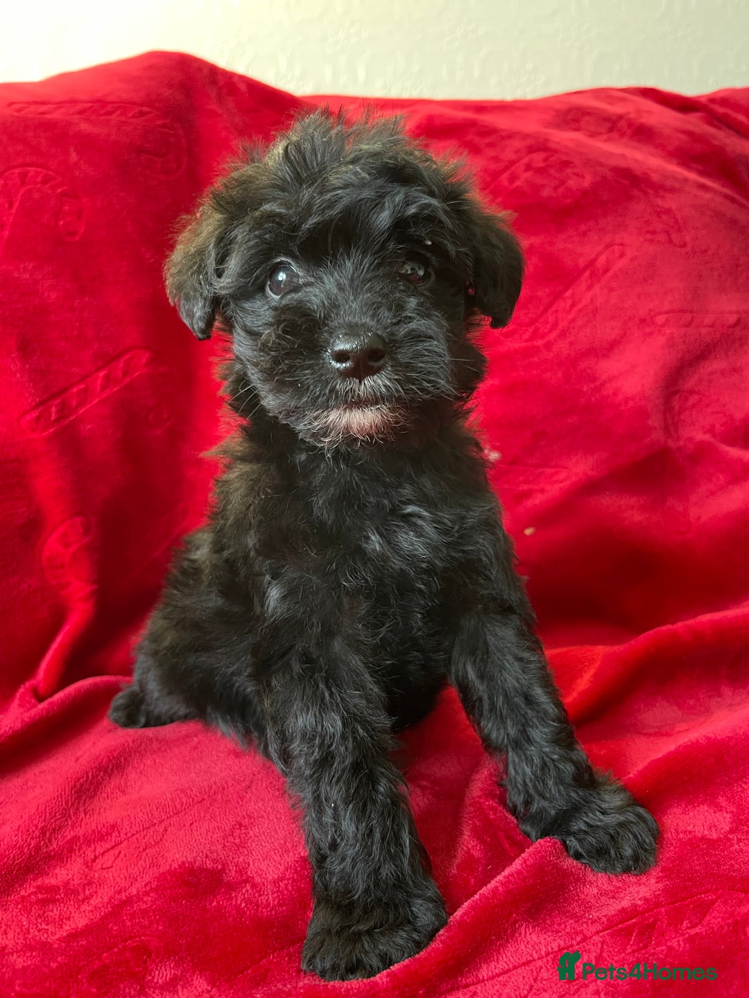 Yorkshire Terrier dogs for sale: Yorkshire terriers - Advert 14