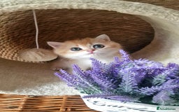 British Shorthair cats for sale: NY12 TICA GOLDEN BRITISH SHORTHAIR KITTENS  - Image 19