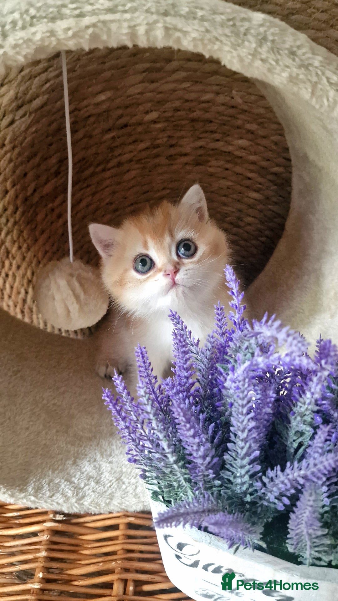 British Shorthair cats for sale: NY12 TICA GOLDEN BRITISH SHORTHAIR KITTENS  - Image 19