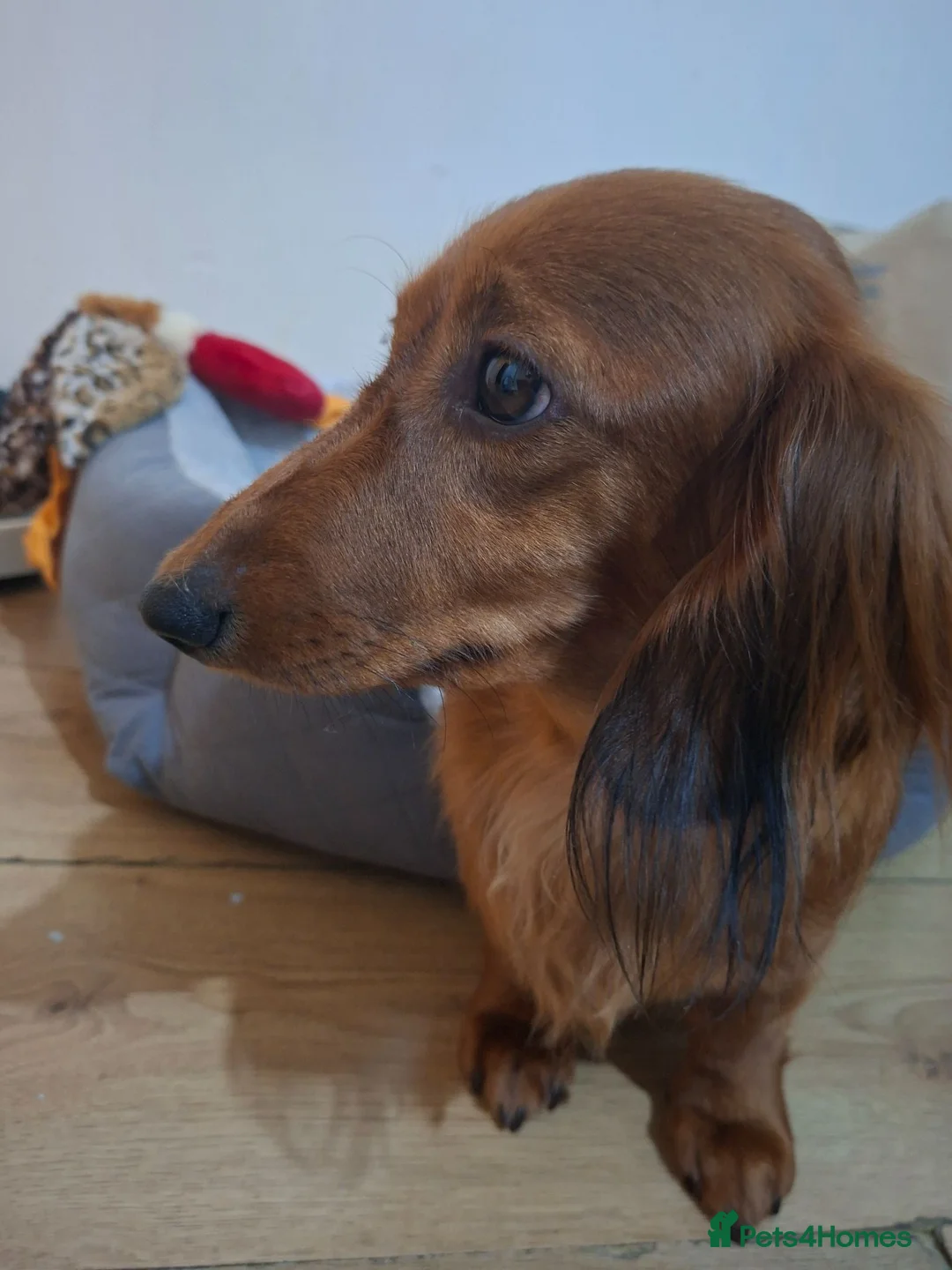 Miniature Dachshund dogs for sale: Long haired miniature dachshund  in Bolton - Advert 2