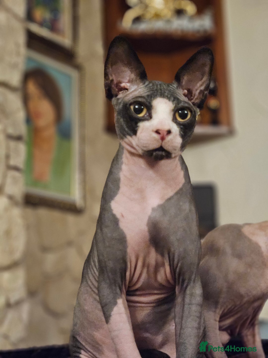 Sphynx cats for sale: Adorable Canadian Sphynx – Champion Bloodline - Advert 4