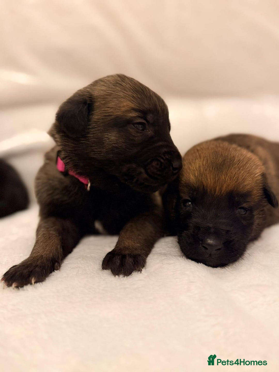 Belgian Shepherd Dog dogs for sale: Top working bloodline belgian malinois puppies - Advert 21