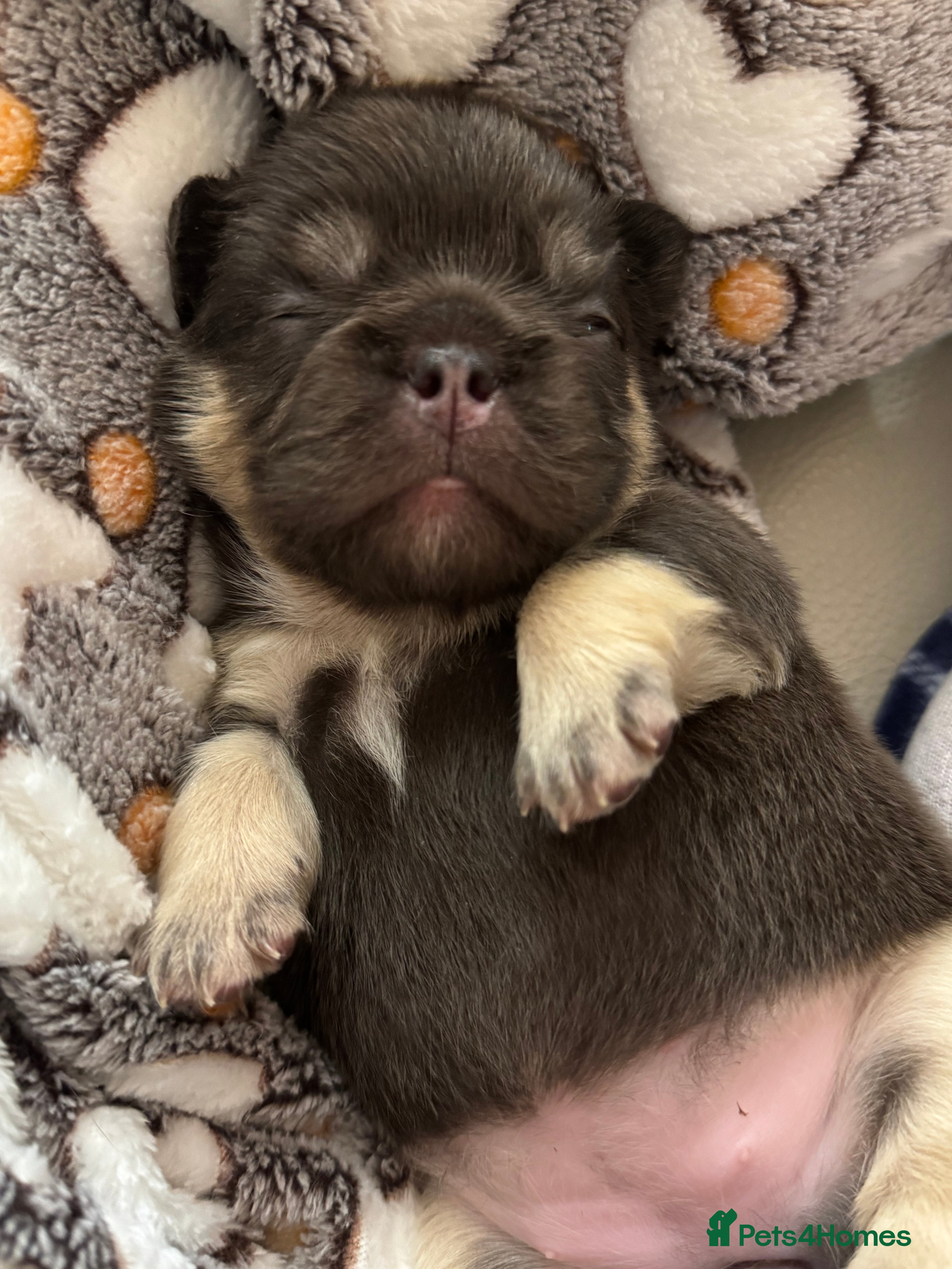 French Bulldog dogs Stunning French Bulldog puppies  - Advert 2